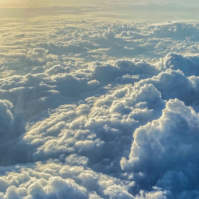 Hosta 'Above the Clouds’ ®