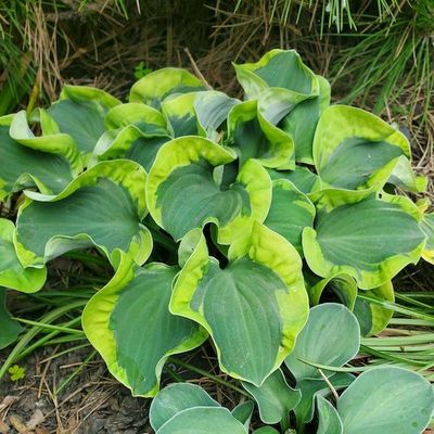 Hosta 'Smiling Mouse' ®