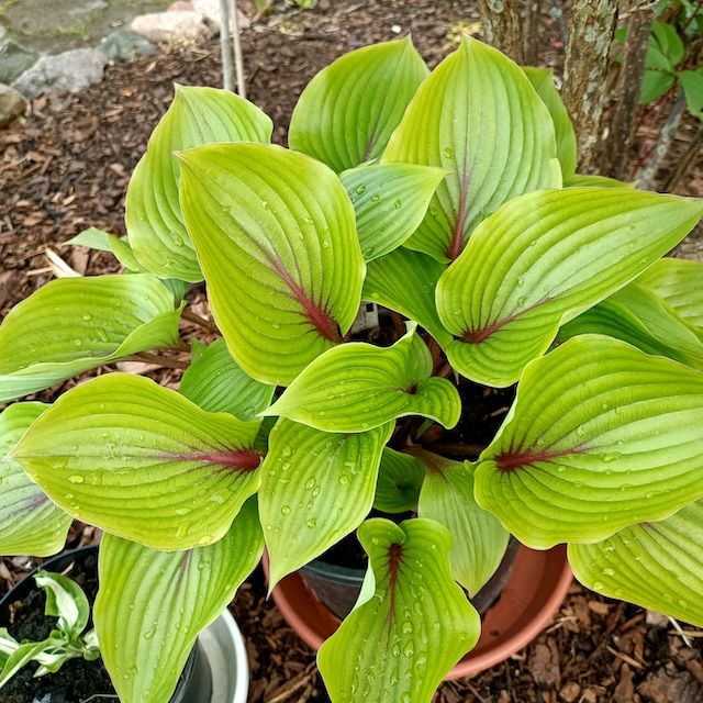 Hosta 'Almost'