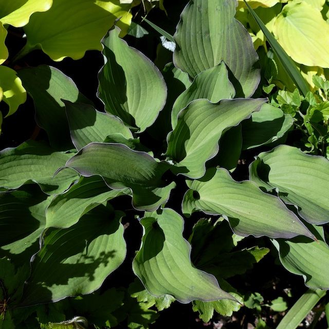 Hosta 'Aquamarine' ®