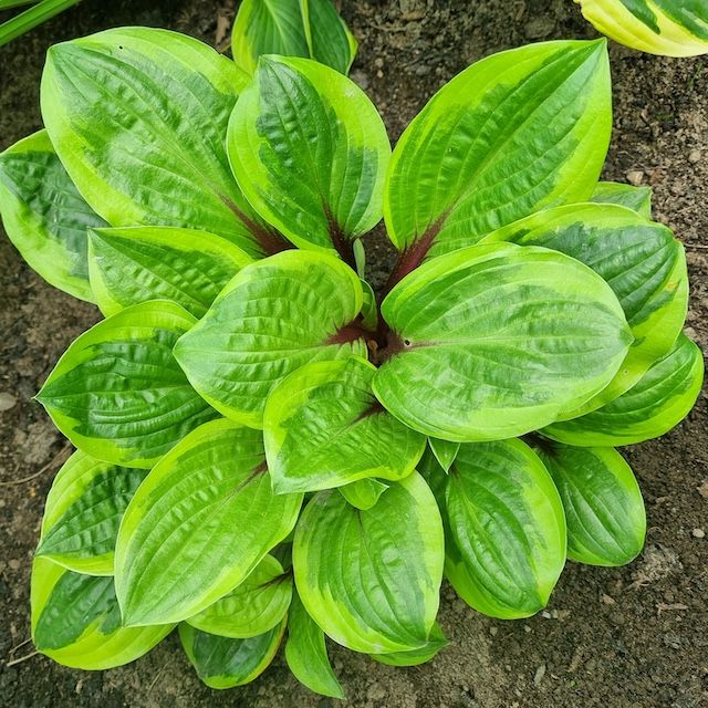 Hosta 'Avocado Toast'
