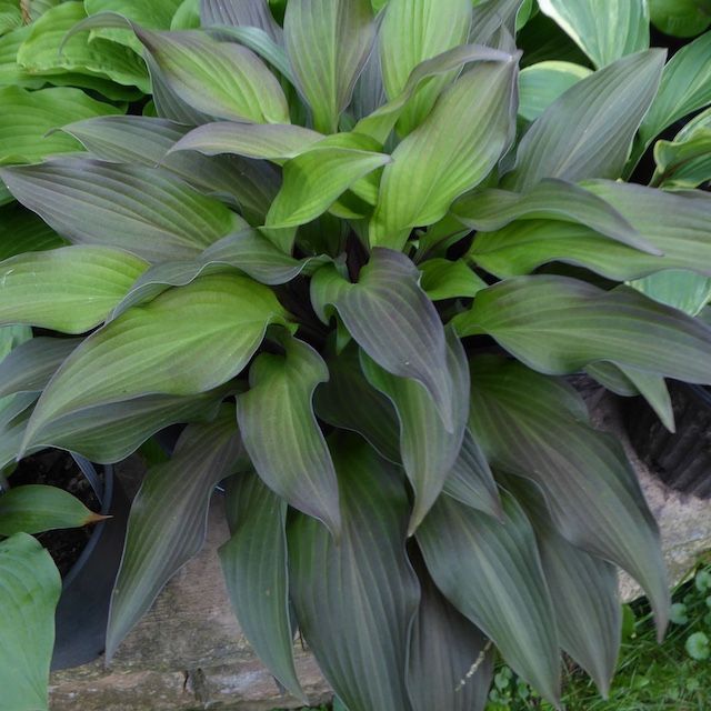 Hosta 'Bloodline'