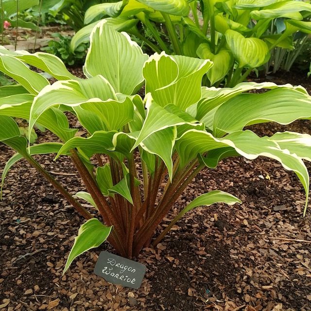 Hosta 'Dragon Warrior'