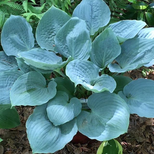 Hosta 'Celestial Sea Glass'
