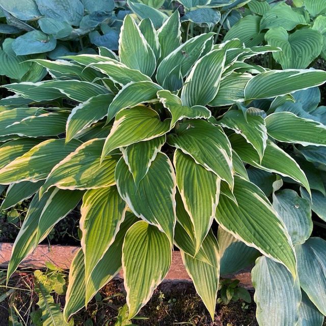Hosta 'Dragon Warrior'