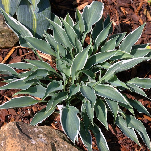 Hosta 'Brentwood Blues'