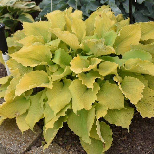 Hosta 'Echo the Sun' ®