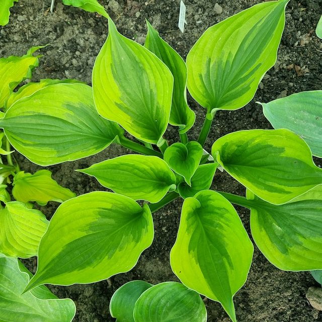 Hosta 'Green Patriot'