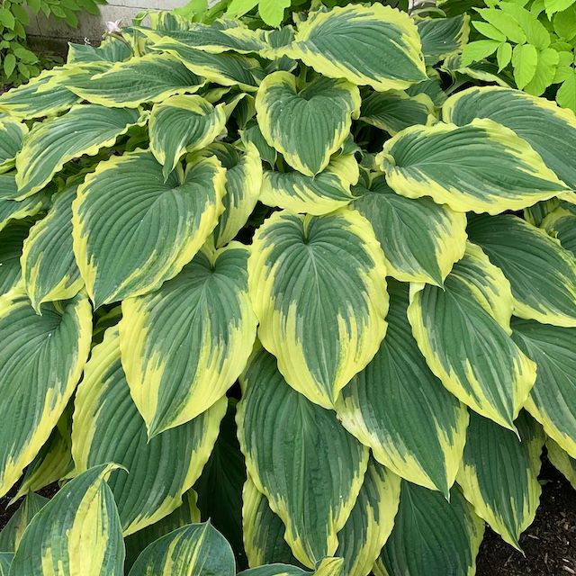 Hosta 'Drop-dead Gorgeous' ®