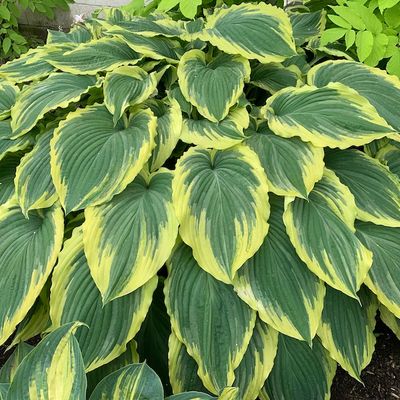 Hosta 'Drop-dead Gorgeous' ®