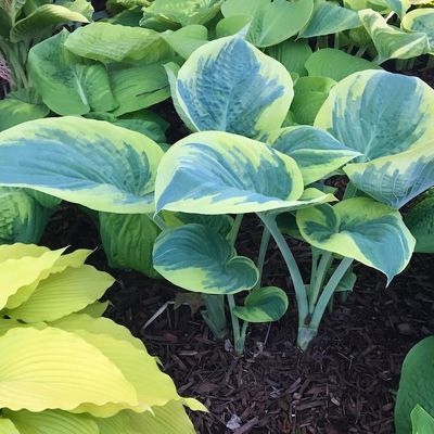Hosta 'Eclipse of the Heart'