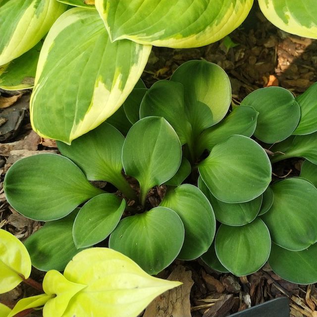 Hosta 'Green Thumb'