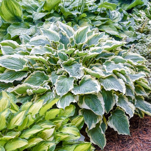 Hosta 'Hope Springs Eternal' ®