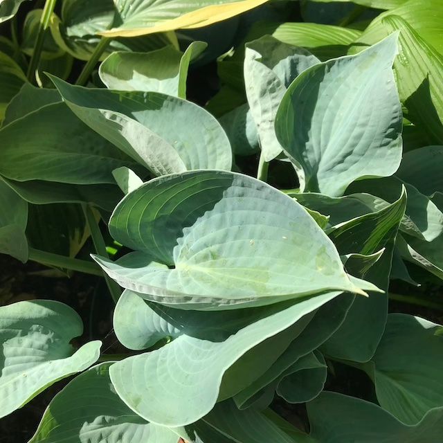 Hosta 'Kiwi Canoe'
