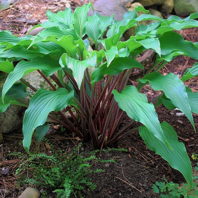 Hosta 'Point Judith Light'