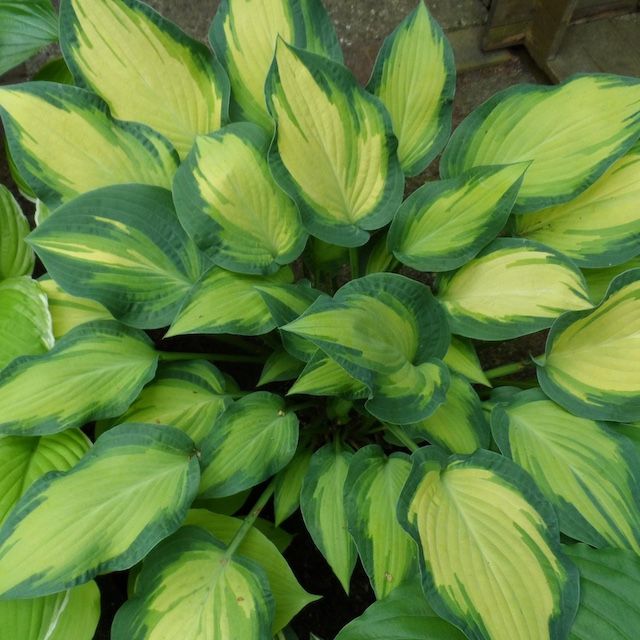 Hosta 'Happy Dayz'