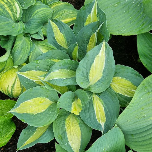 Hosta 'Hot Kiss'