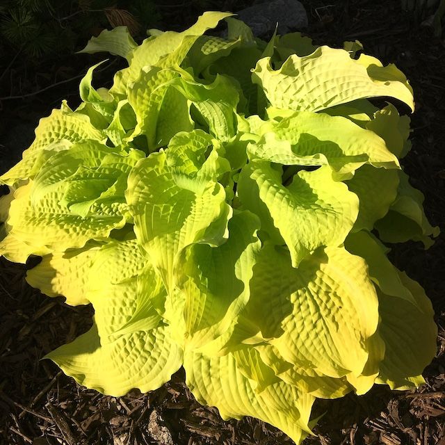 Hosta 'Karma Chameleon'