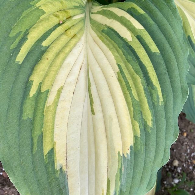 Hosta 'Love Story' ®