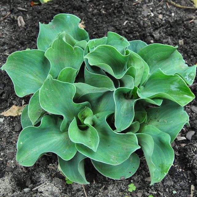 Hosta 'Ruffled Mouse Ears'