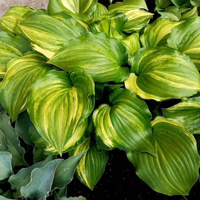 Hosta 'The Sweetest Thing'