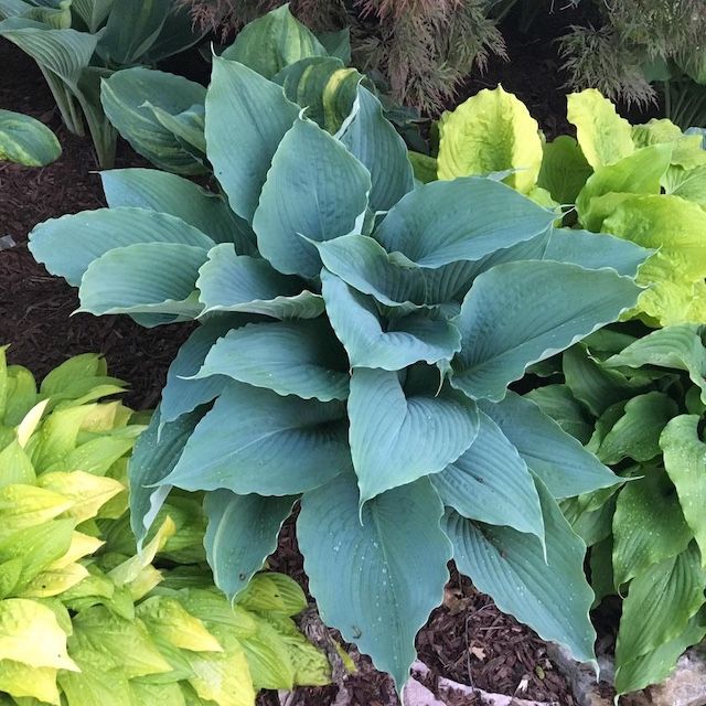 Hosta 'Valyrian Steel'