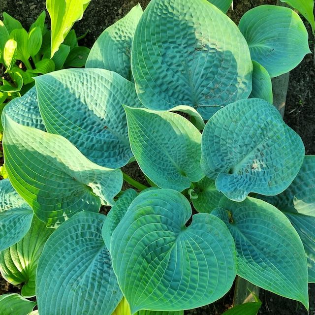 Hosta 'Sapphire Pillows '
