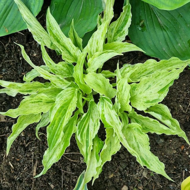 Hosta 'Shocking Mandy'