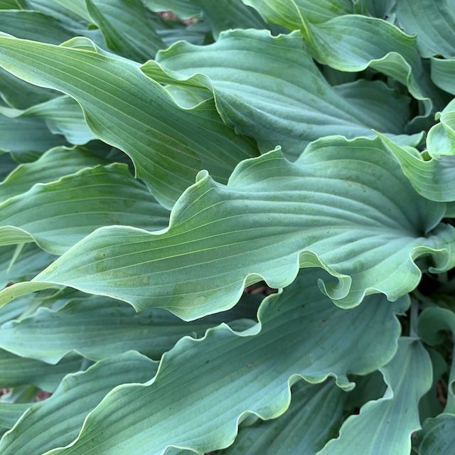 Hosta 'Wild Imagination' ®