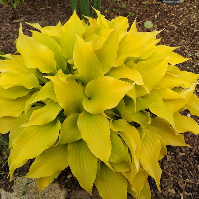 Hosta 'Tiny Bubbles'