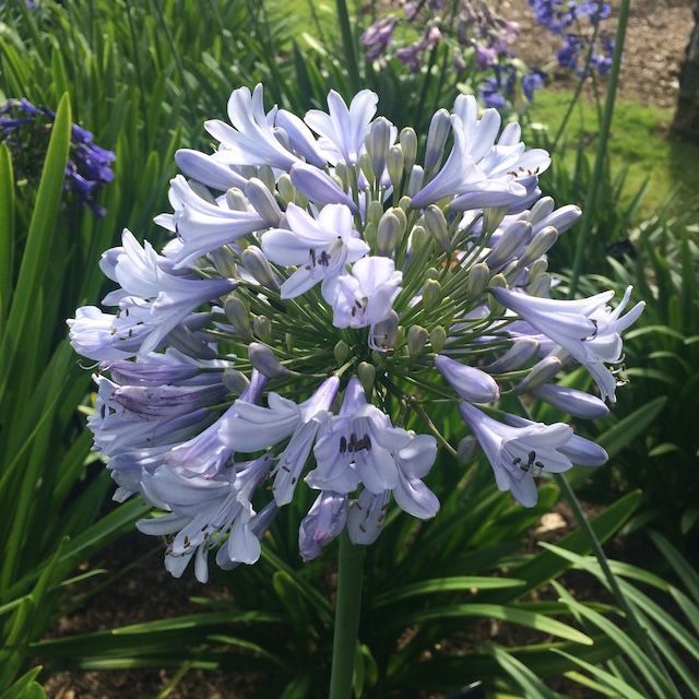 Agapanthus 'Autumn Mist'