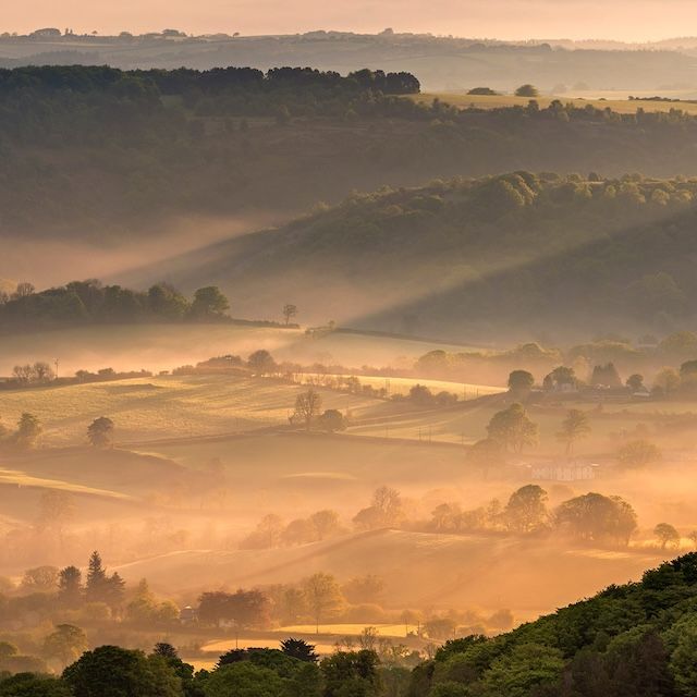 Agapanthus 'Autumn Mist'