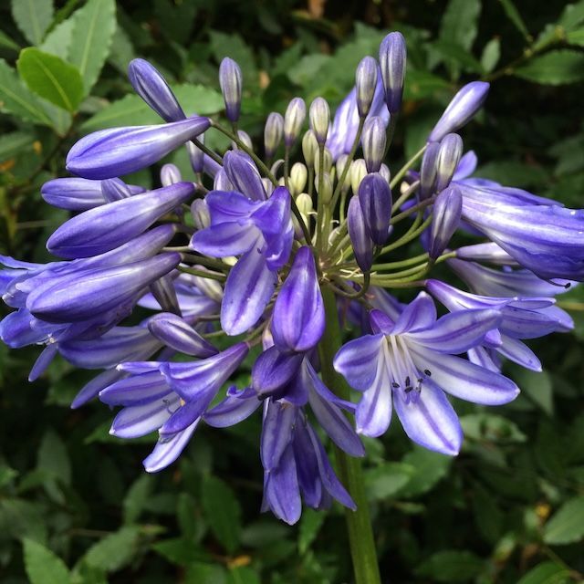 Agapanthus 'Dorothy Kate'