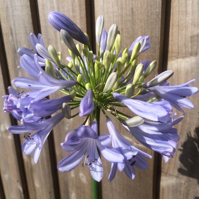Agapanthus 'Harvest Blue'