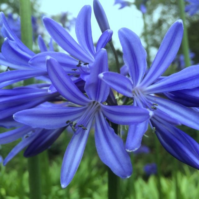 Agapanthus 'Jodie'