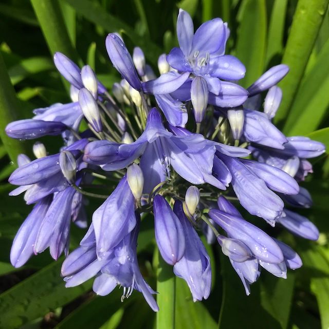Agapanthus 'Monica'