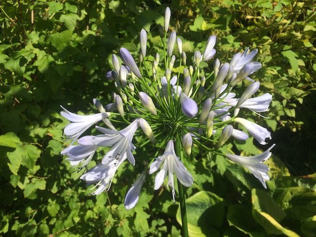 Agapanthus 'Blue Gown'