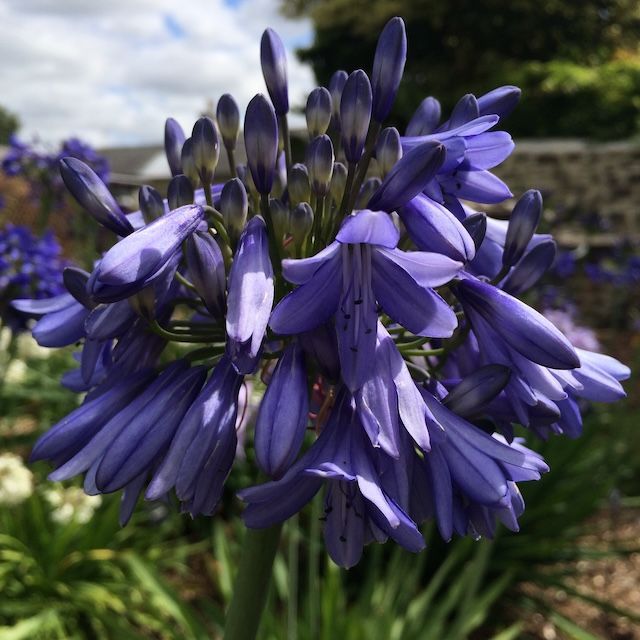 Agapanthus 'Monica'