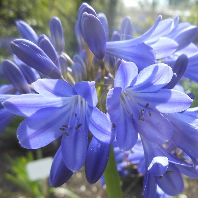 Agapanthus 'Marni'