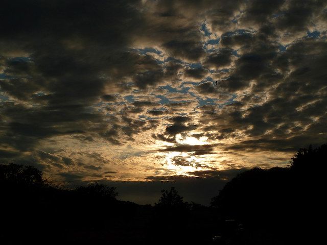 Agapanthus 'Night Sky'