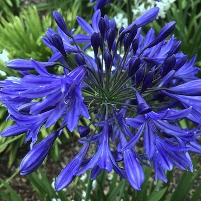 Agapanthus 'Night Sky'