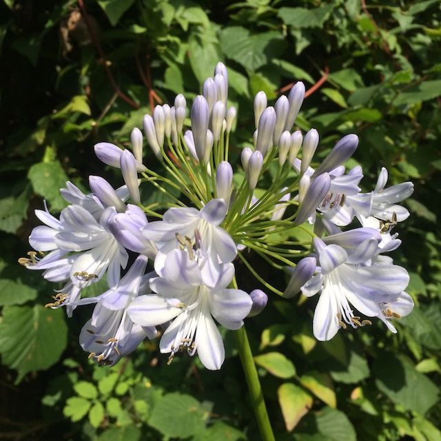 Agapanthus 'Winter Sky'