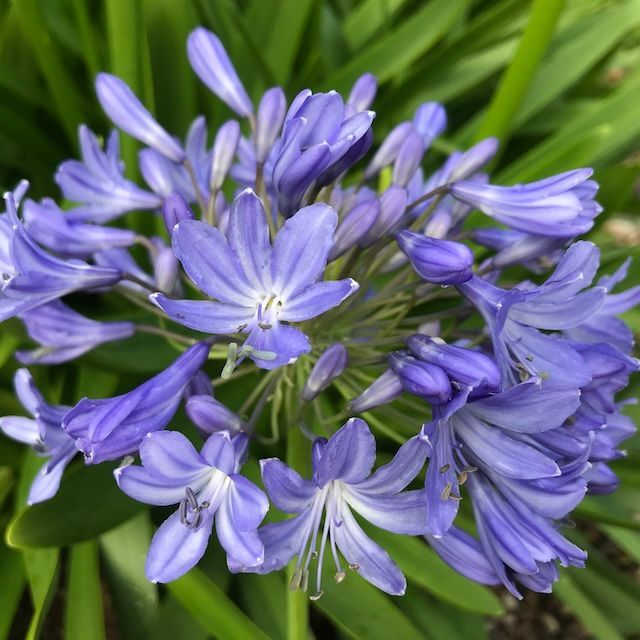 Agapanthus 'Zachary'