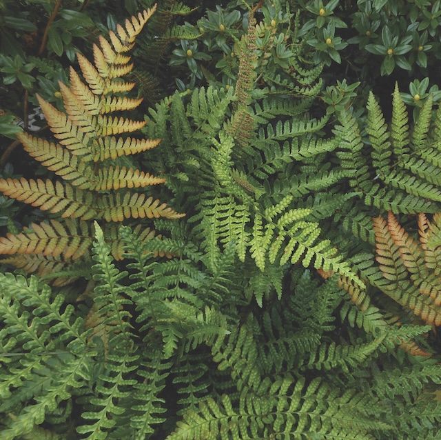 Fern Dryopteris erythrosora 'Prolifica'