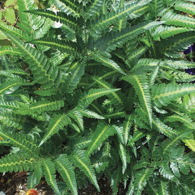 Fern Arachniodes simplicior 'Variegata'