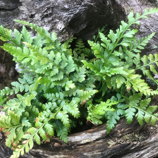 Fern Asplenium adiantum-nigrum