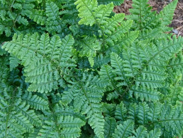 Fern Dryopteris dilatata 'Crispa Whiteside'