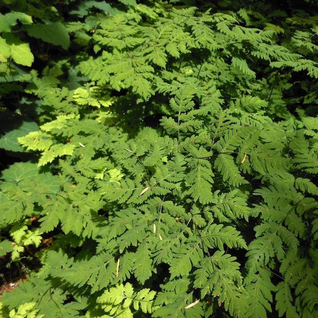 Fern Gymnocarpium dryopteris 'Plumosum'