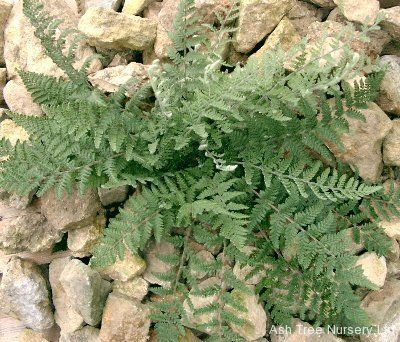 Fern Cheilanthes lanosa