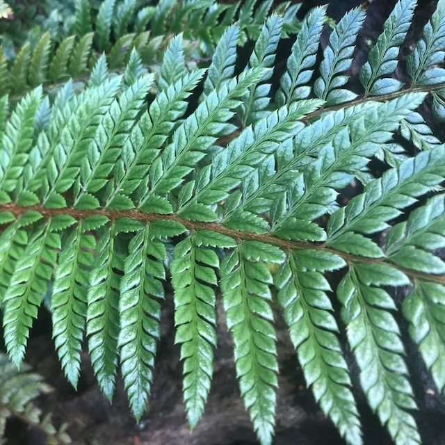 Fern Polystichum neolobatum